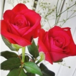 ericaさんのプロフィール画像