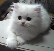 sahoさんのプロフィール画像