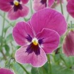 popoさんのプロフィール画像