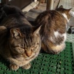 のび猫さんのプロフィール画像