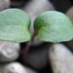 二葉のクローバー