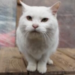 なつみかんさんのプロフィール画像