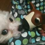 megさんのプロフィール画像