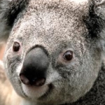 モモマスクさんのプロフィール画像