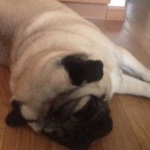 ごんたさんのプロフィール画像