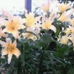 あーちゃん12さんのプロフィール画像