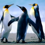 dolceさんのプロフィール画像