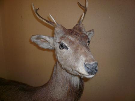 たむさんのプロフィール画像