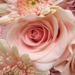 rurukoさんのプロフィール画像