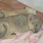 kaiko さんのプロフィール画像