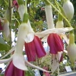 えつだよさんのプロフィール画像