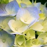 神楽さんのプロフィール画像