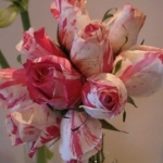 モコさんのプロフィール画像