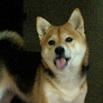 scmicaさんのプロフィール画像