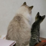 ひめにゃんさんのプロフィール画像