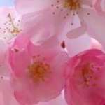 おさかなさんのプロフィール画像