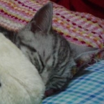 たんさんのプロフィール画像