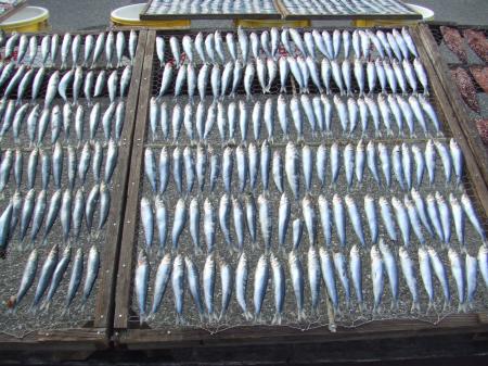 たぬきねこ。さんのプロフィール画像