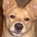 しいさんのプロフィール画像