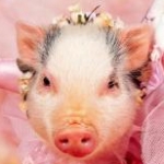 愛稀さんのプロフィール画像