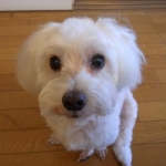 まるさんのプロフィール画像