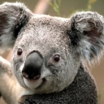 わかめさんのプロフィール画像