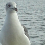 ももいろ７さんのプロフィール画像