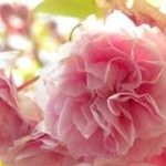 おさるさんのプロフィール画像