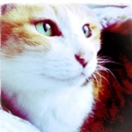 いちごさんのプロフィール画像