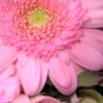 まりるんさんのプロフィール画像