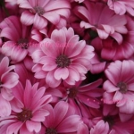 ももさんのプロフィール画像