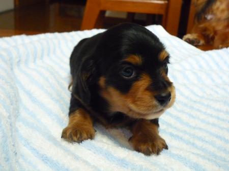 スマイルジャック