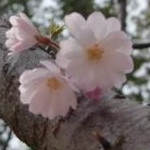 marisoraさんのプロフィール画像