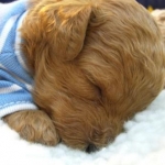 ruriさんのプロフィール画像