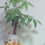 りんこさんのプロフィール画像