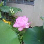 よそこさんのプロフィール画像