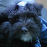 ALICEさんのプロフィール画像