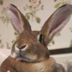 ぴわびさんのプロフィール画像