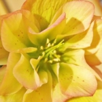 シロさんのプロフィール画像