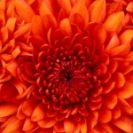 きくさんのプロフィール画像