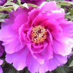 ソーニャさんのプロフィール画像