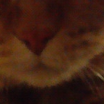 志虎さんのプロフィール画像