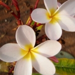 銀座ＯＬさんのプロフィール画像