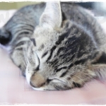 wachi2222さんのプロフィール画像