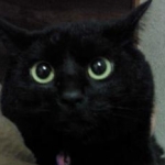 ねこ228さんのプロフィール画像