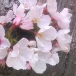 来輝mamaさんのプロフィール画像