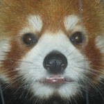 ぐへいぬさんのプロフィール画像