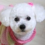 pigletさんのプロフィール画像