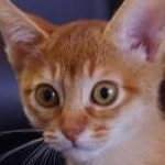 あっさむさんのプロフィール画像