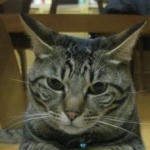 将棋を知らない母さんのプロフィール画像